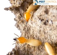 Termite Inspections Brisbane image 4